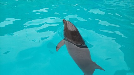 dolphin swimming in the pool