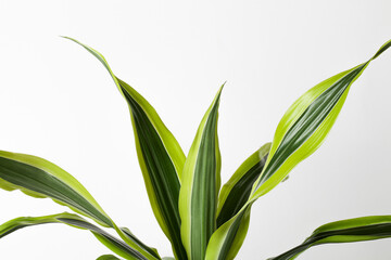 Fototapeta premium Creative nature background.Fresh green leaves with light on white background.