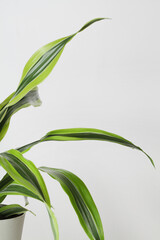 Decorative house plant in pot on white background with natural light.