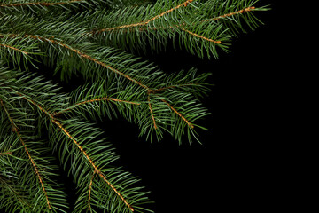 Obraz premium green fir branch isolated on black background, Christmas fir.
