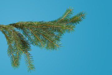 green fir branch isolated on blue background, Christmas fir.