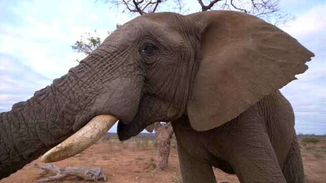 African wildlife portrait of elephant bull eating on savanna in South Africa on cloudy day