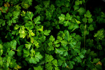 parsley at garden in the foreground
