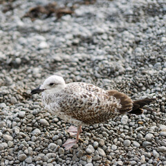 seagull on the beach