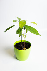 Avocado in a pot. Growing an avocado from a seed