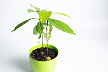 Avocado in a pot. Growing an avocado from a seed
