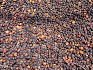 Berries raw coffee beans with shell in dry process in factory preparing for coffee roaster