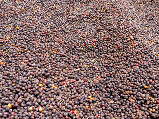 Berries raw coffee beans with shell in dry process in factory preparing for coffee roaster