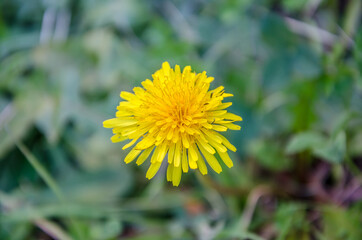 Micro shot of flower