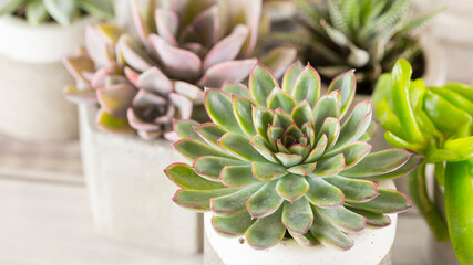 collection of succulents on a light colored table, close-up image