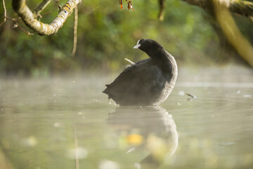 Eurasian coot