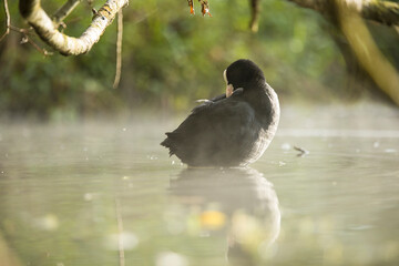 Eurasian coot