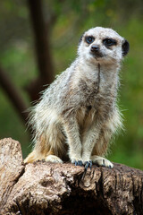 Fototapeta premium Suricata suricatta standing position on a rock