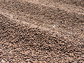 Berries raw coffee beans with shell in dry process in factory preparing for coffee roaster