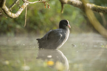 Eurasian coot