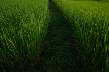 Landscape view of Rice fields in thailand