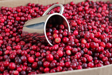 Ripe fresh cranberries with stainless steel mug as natural, food, berries background. Selective focus.