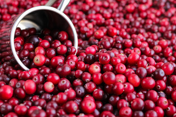 Ripe fresh cranberries with stainless steel mug as natural, food, berries background. Selective...