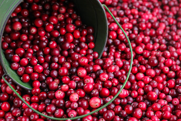 Ripe fresh cranberries with a green little bucket as natural, food, berries background. Selective focus.