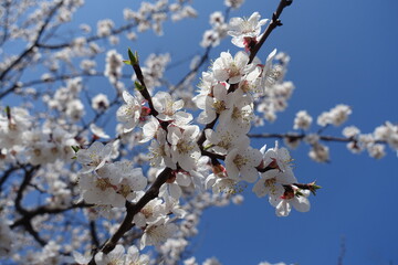Deep blue sky and white flowers of blossoming apricot tree in April