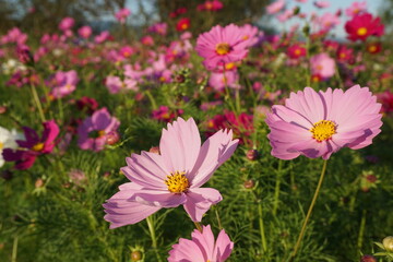 秋の公園の散歩