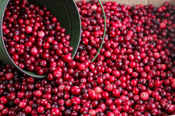 Ripe fresh cranberries with a green little bucket as natural, food, berries background. Selective focus.