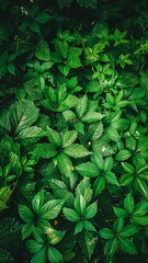 green leaves background