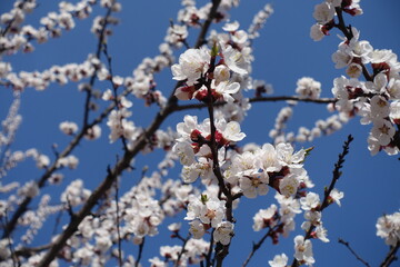 Erect branch of blossoming apricot tree against blue sky in April