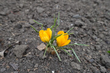 Crocuses with two half opened amber yellow flowers in March
