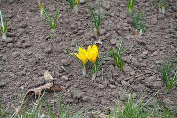 Green leaves and two yellow flowers of crocuses in March