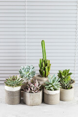 collection of succulents on a light colored table, close-up image