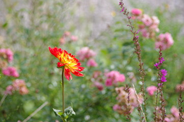 Fleur rouge sur fond rose