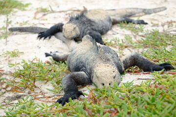 Ecuador Galapagos Islands - Santa Cruz Island Group of Sea iguana sunbathing Galapagos Beach at Tortuga Bay