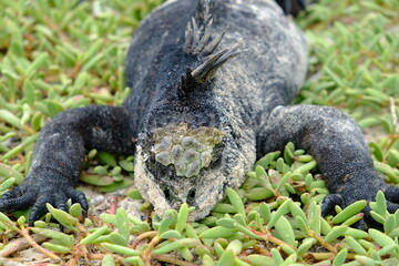 Obraz premium Ecuador Galapagos Islands - Santa Cruz Island Sea iguana sunbathing Galapagos Beach at Tortuga Bay