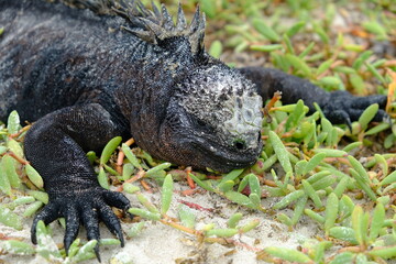 Ecuador Galapagos Islands - Santa Cruz Island Sea iguana sunbathing Galapagos Beach at Tortuga Bay