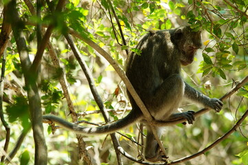 The crab eating macaque (Macaca fascicularis), also known as the long tailed macaque, is a cercopithecine primate native to Southeast Asia. Crab-eating monkeys are nursing their children.