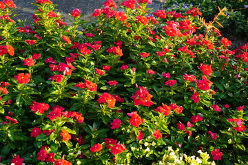 Fototapeta premium 秋の公園の散歩