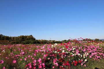 三重塔とコスモス畑