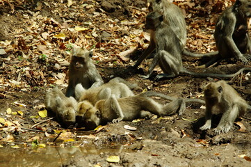 The crab eating macaque (Macaca fascicularis), also known as the long tailed macaque, is a cercopithecine primate native to Southeast Asia. Crab-eating monkeys are nursing their children.