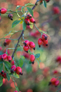 Ripened rose hips on shrub branches, red healthy fruits of Rosa canina plant, late autumn harvest time
