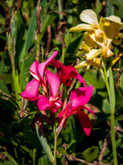 Beautiful Flowers in the Gardens