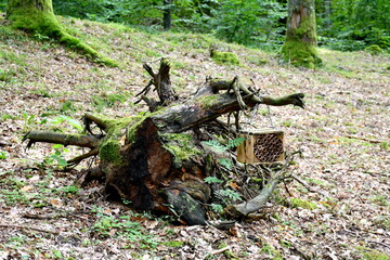 A small wooden insect or bird house made out of logs, planks, and boards seen standing on an old trunk of a chopped down tree in the middle of a public park spotted in autumn during a hike