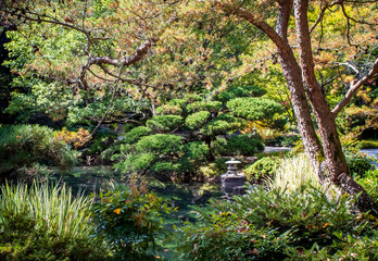 Japanese Maples in Fall