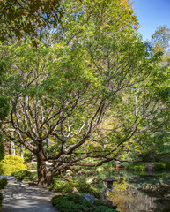 Fototapeta na wymiar Japanese Maples in Fall