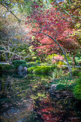 Japanese Maples in Fall