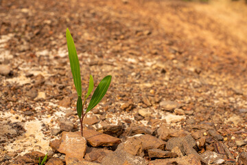 A strong seedling growing in the center trunk tree as a Concept of support building a future.. (focus on new life )