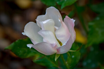 Beautiful Flowers in the Gardens