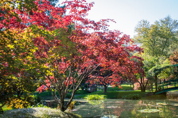 Japanese Maples in Fall
