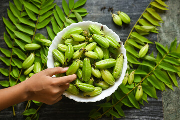 Girl taking Belimbing sayur , Averrhoa bilimbi with hand fruit has sour taste used as spice in cooking and a mixture of herbal concoctions Kerala, India. Malabar Tamarind or Kudampuli Irumban Puli.
