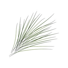 Bunch of spruce needles. Vector element for design.